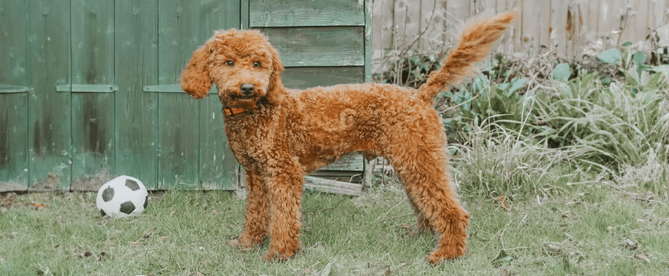 a cockapoo with a puppy cut haircut