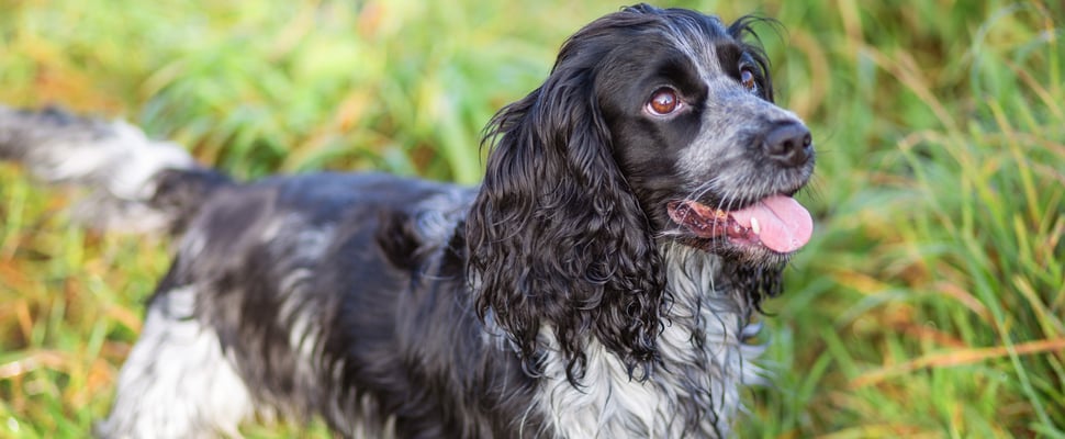 A black and white spaniel with his tongue out in grass.