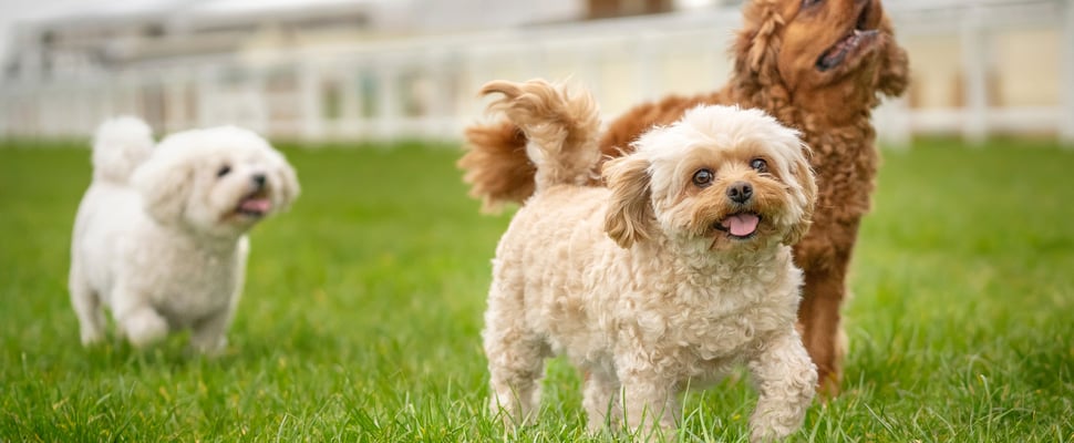 Three dogs stood in grass.