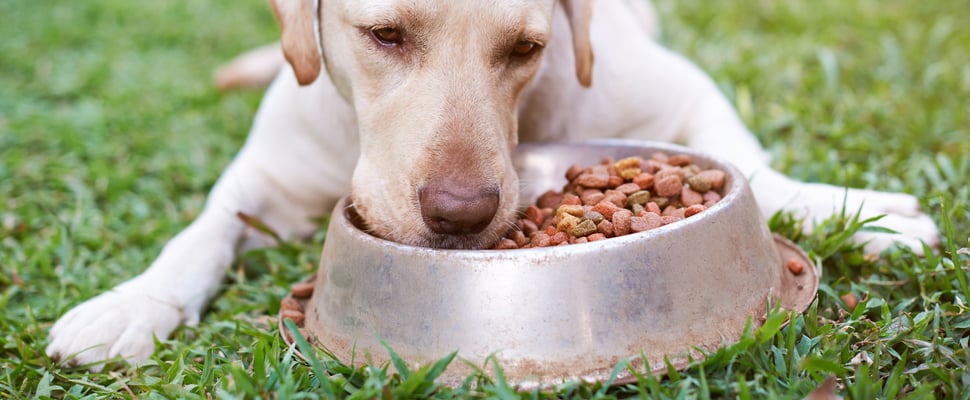 Golden labrador eating food from a dog bowl lying on the grass