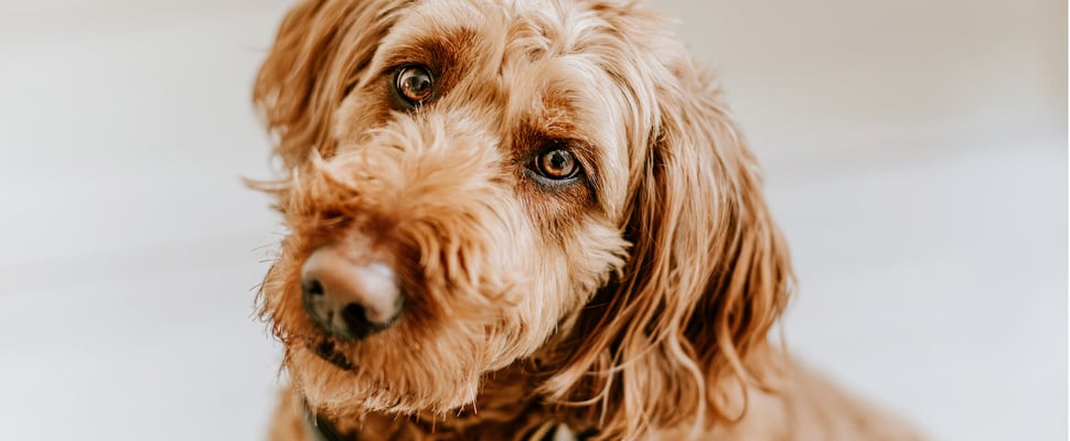 Close up of Goldendoodle