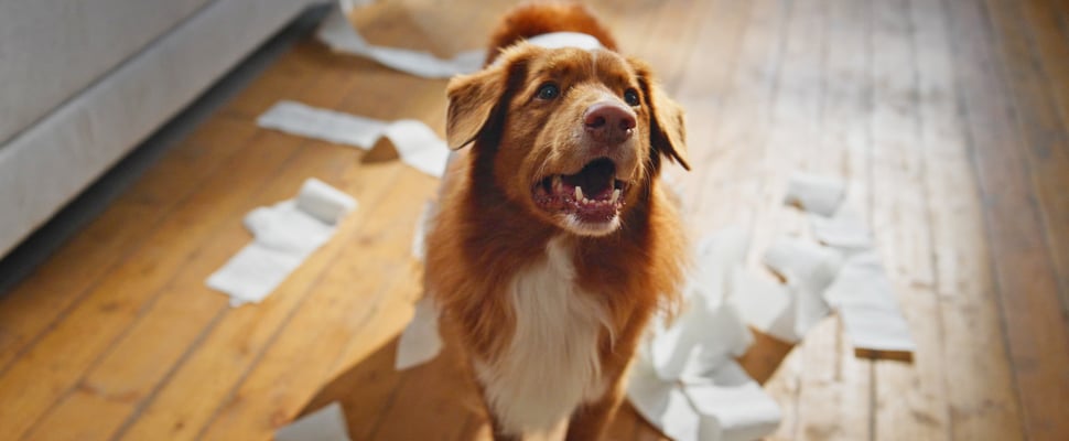 Nova Scotia duck tolling retriever dog standing on wooden floor surrounded by toilet paper