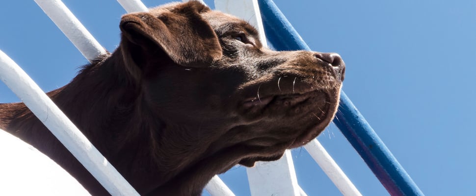 A chocolate labrador sticking his head out.