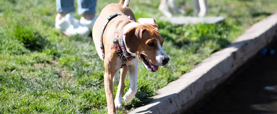 Jackabee (a cross between a Jack Russell and a Beagle) with a harness on walking by a stream