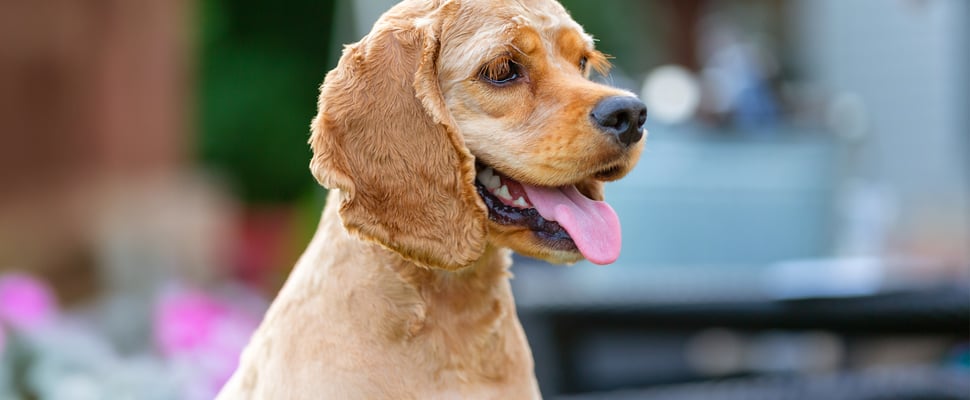 golden cocker spaniel with short hair cut and tongue out