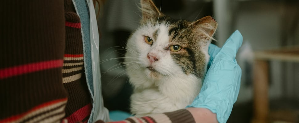 Close up of Bert sitting on Stevie's knee.