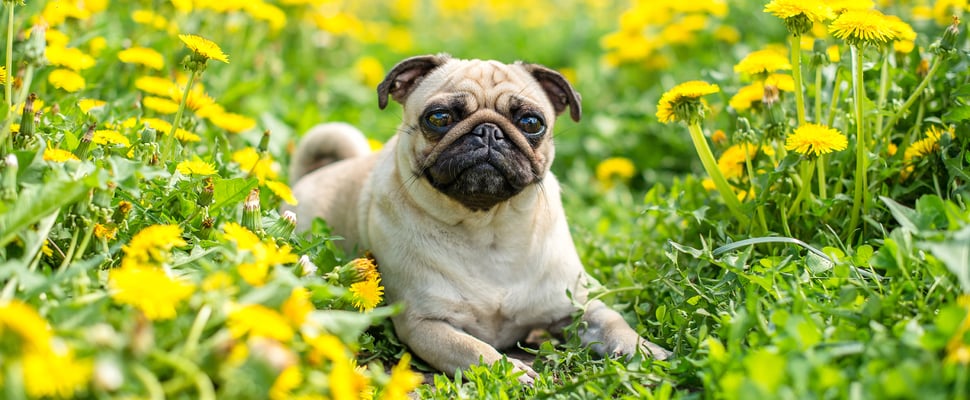 a pug laying down in dandelions