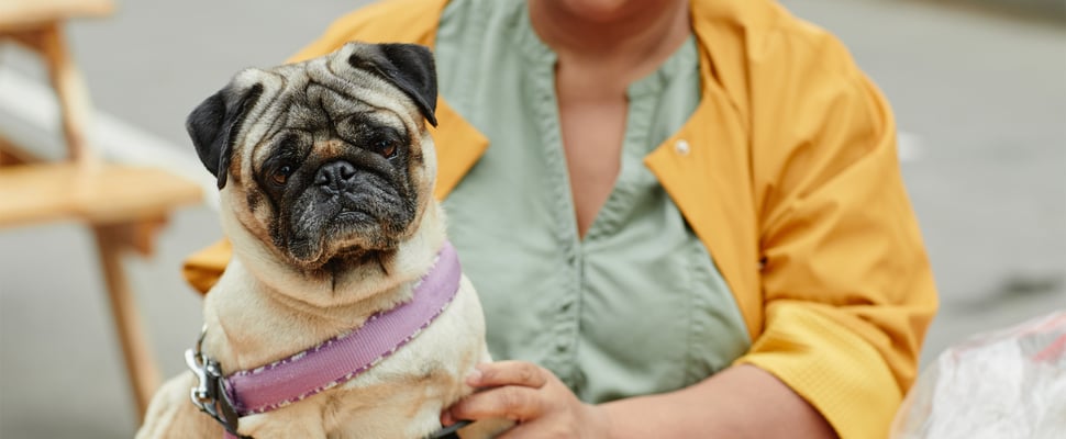 A pug sitting with a woman in a yellow jacket outdoors.