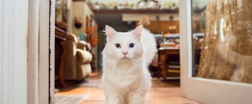A fluffy white cat standing in a doorway.