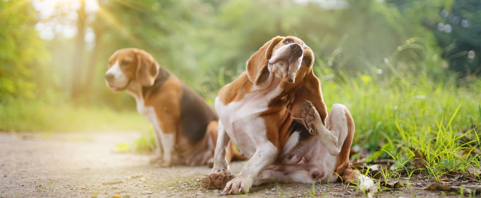 Two beagles sitting outdoors.