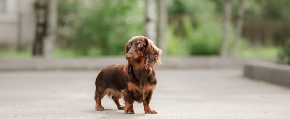A brown dachshund giving a mean side eye outdoors.