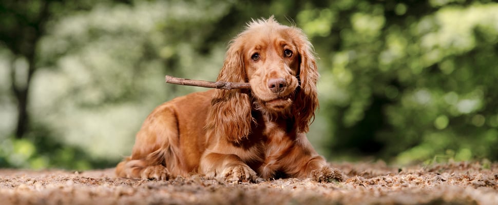 An english springer spaniel chewing a stick.
