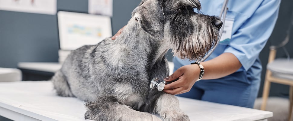 Grey Schnauzer dog getting heart checked at the vets