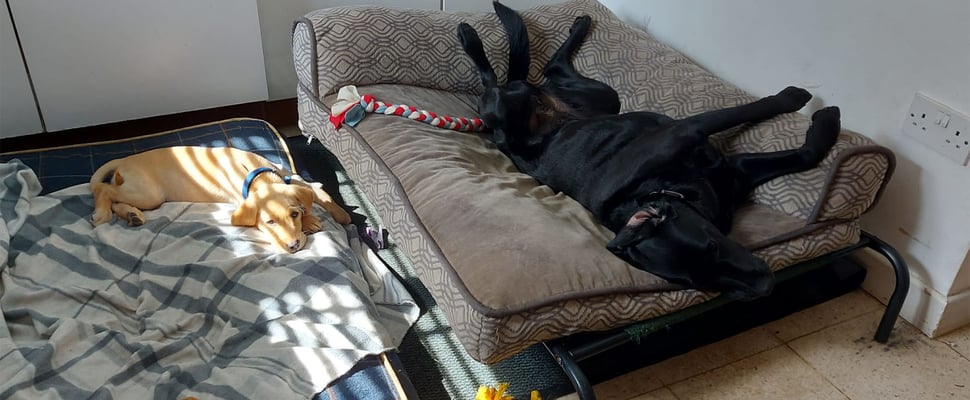 albie the labrador laying with another dog
