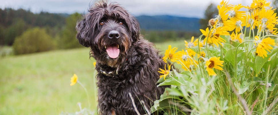 black labradoodle sitting in front of flowers