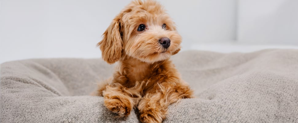 maltipoo sitting on beanbag