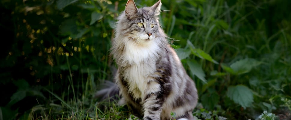 A forest cat sitting outdoors.