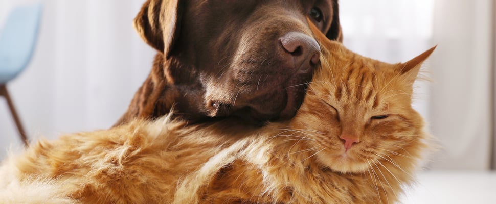 A brown labrador resting his head on a ginger cat.
