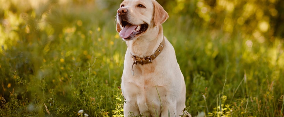 a labrador sitting in a meadow