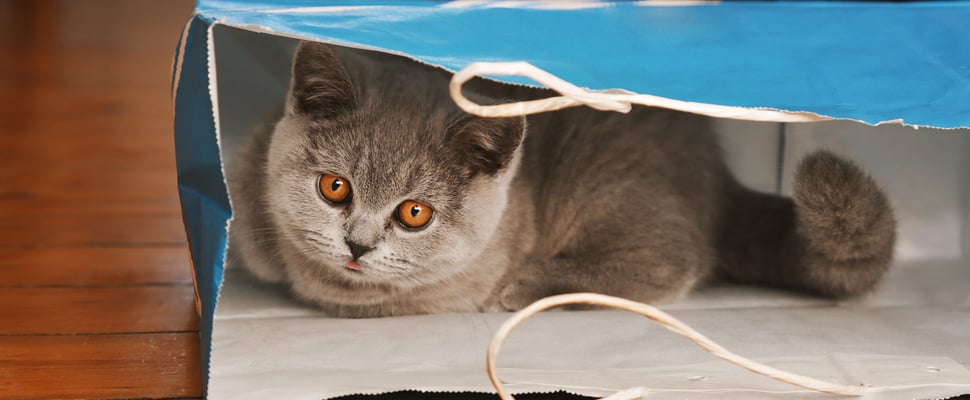 Grey British Shorthair sitting in paper bag