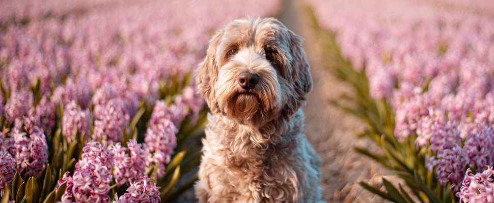 Labradoodle in field of flowers