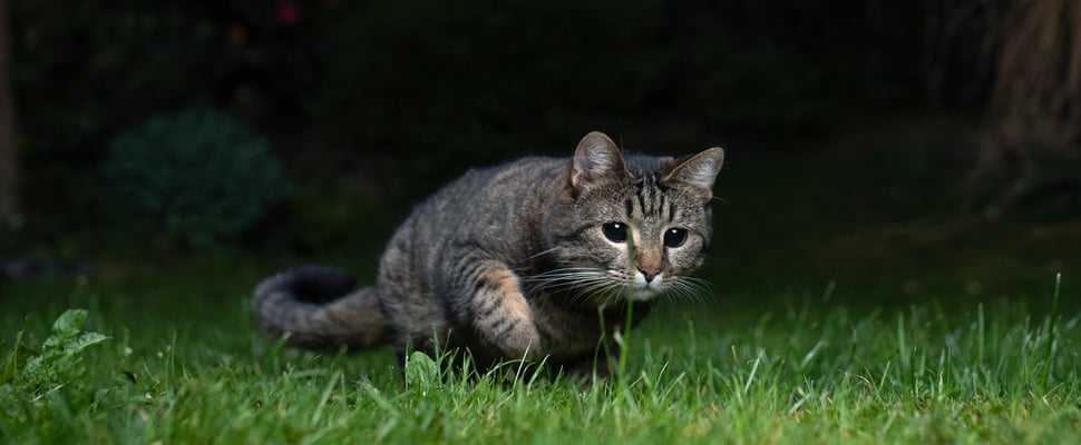 cat stalking through the grass at night