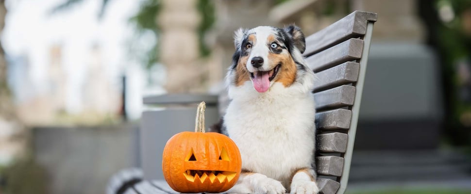 a dog on a bench with a pumpkin