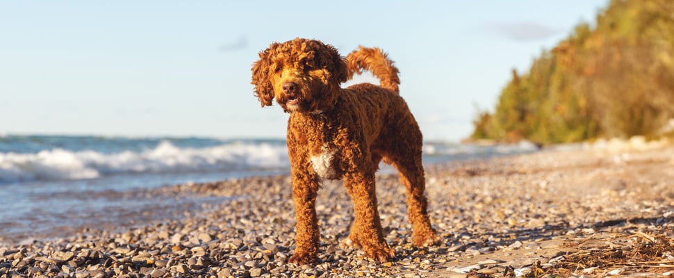 An Australian Labradoodle on a rocky shoreline