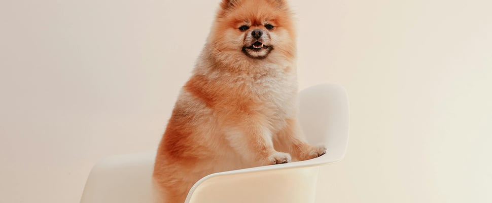 Pomeranian sitting on white chair