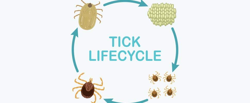 an infographic image of the tick lifecycle