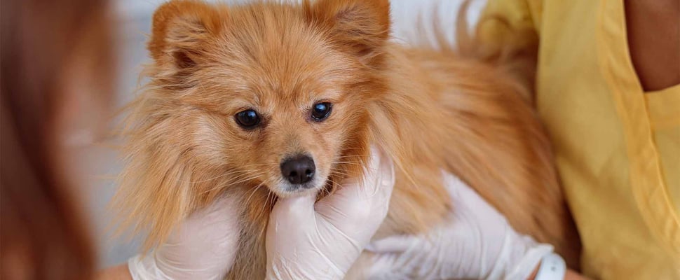 fluffy dog