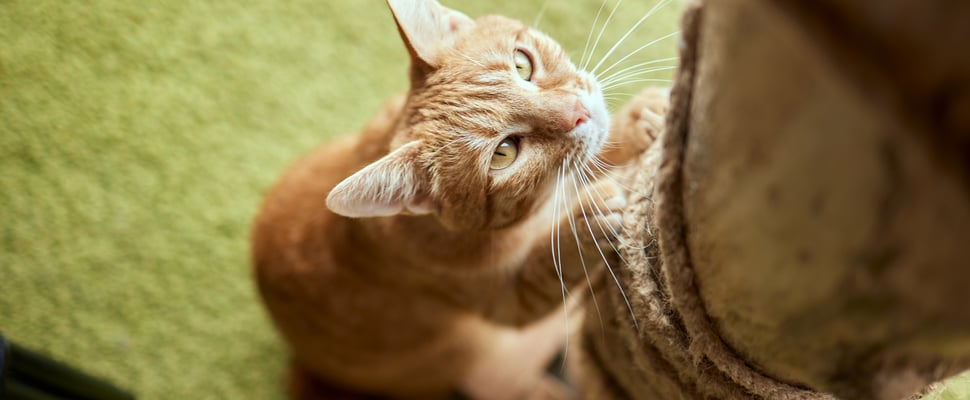 A ginger cat scratching a cat post on a green carpet.