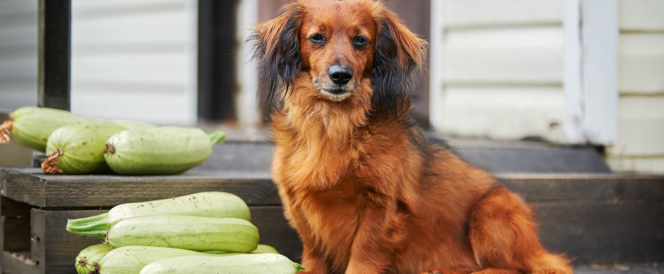Dog sitting on a step in front of a pile of courgettes