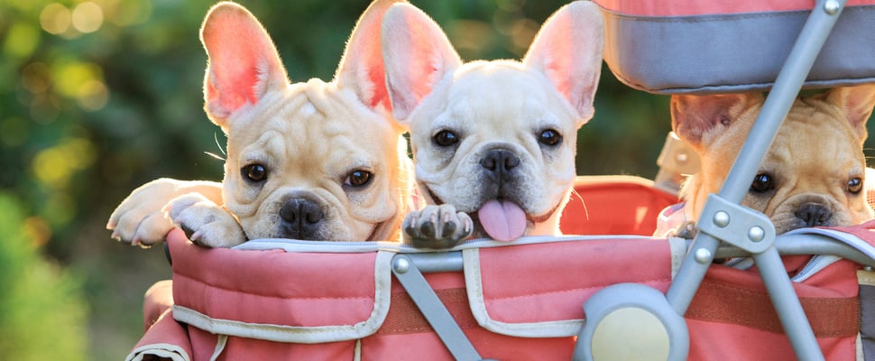 Three French Bulldog puppies sitting in a pram.