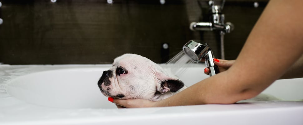 A French Bulldog having a bath.