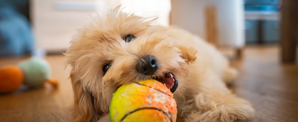 maltipoo biting a tennis ball while lying on the floor