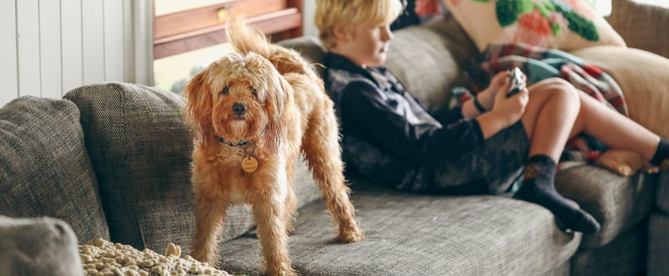 Dog standing on couch next to kid playing game