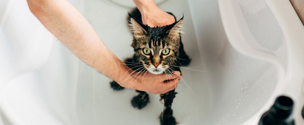 A cat having a bath.