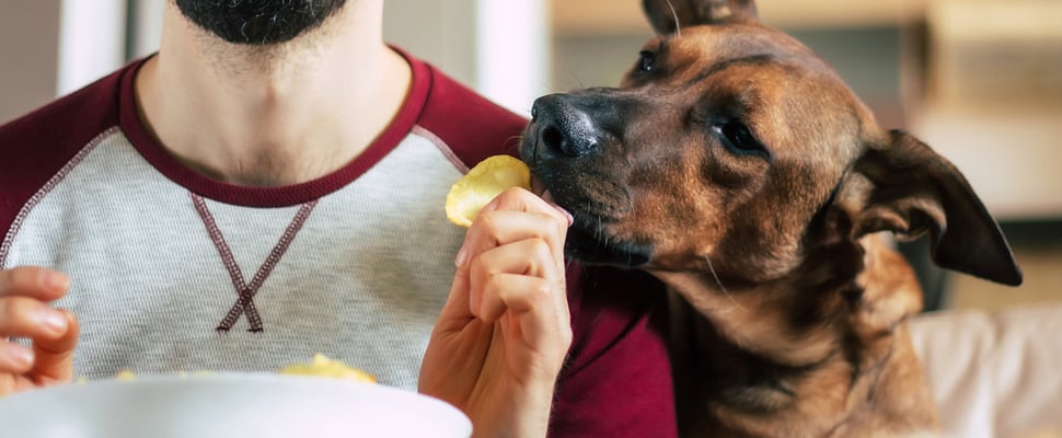 A brown dog trying to eat his owner's crisps.