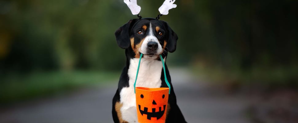 a dog holding a trick or treat bucket