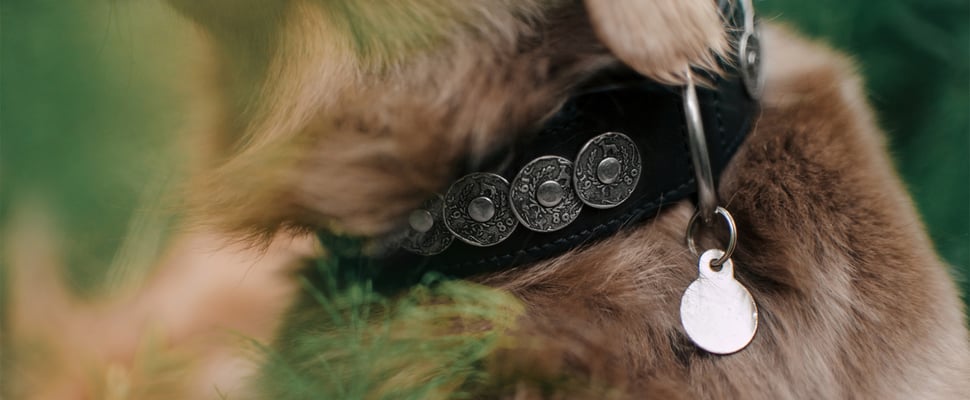 close up of dog collar