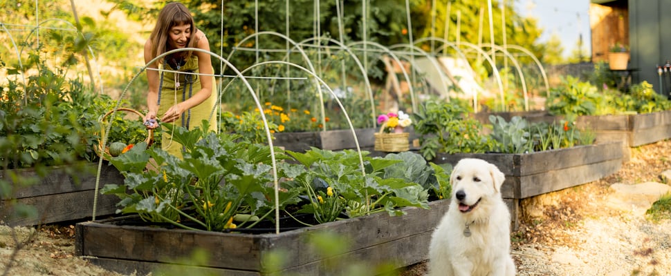 Golden retriever sitting in front of veggie patch being watered by owner