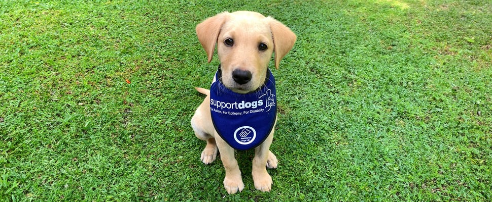 Albie with his support dog vest sitting on the grass