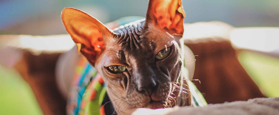 sphynx cat in sun