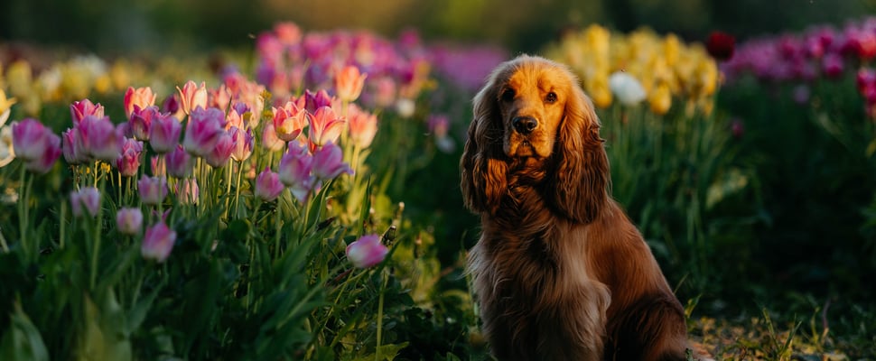 Cocker Spaniel sitting in field of tulips.
