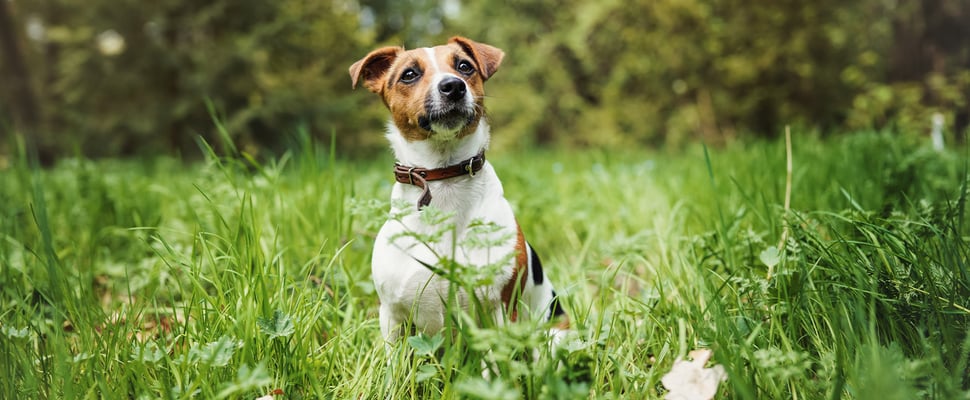 Jack Russell sitting outside in grass
