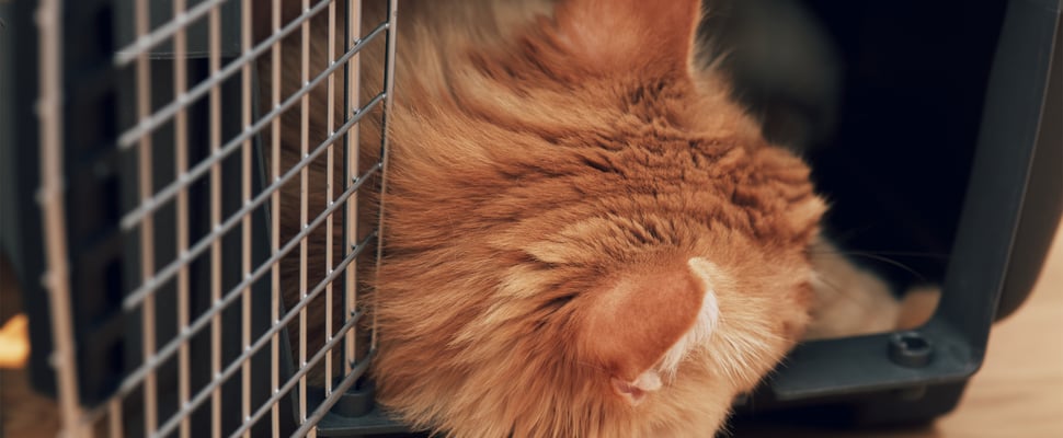 close up of ginger cat in crate