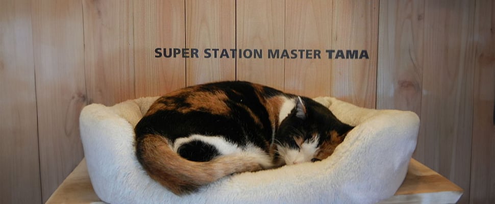 Tama sleeping in a white bed in her converted office