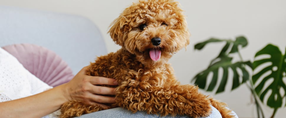 A Maltipoo dog sitting on someone's lap.