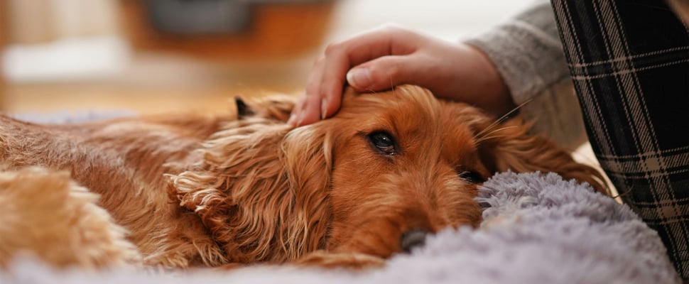 Golden Cocker Spaniel lying in bed being stroked
